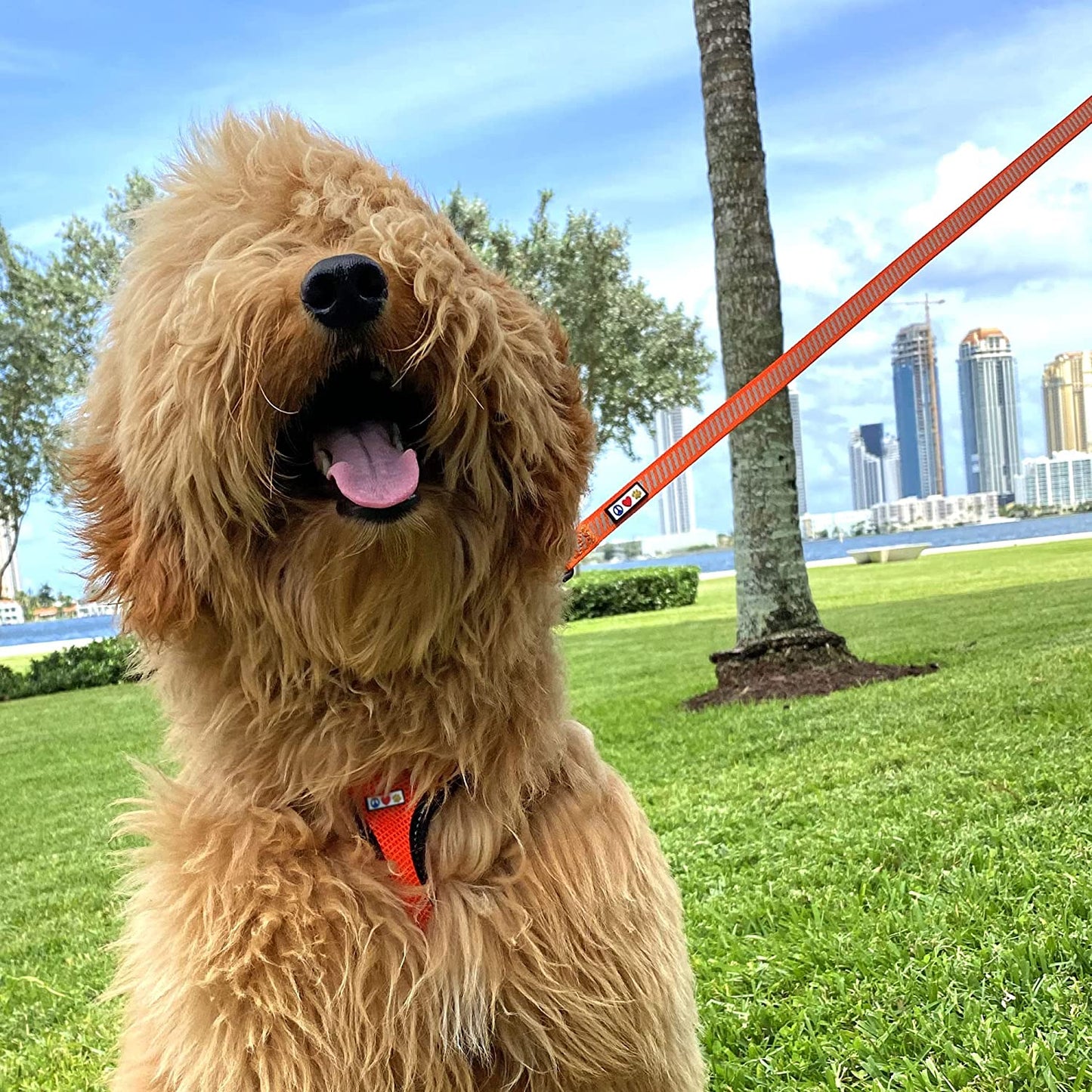 Pet Leash - Comfortable Heavy Duty Reflective Dog Leash | 6 Foot Orange, Highly Visible Threads