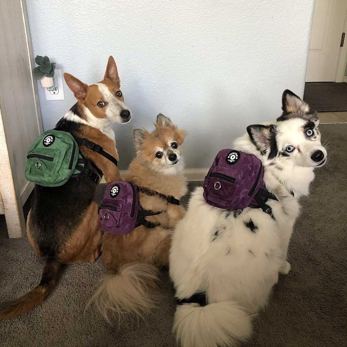 Dog Backpack Harness with Leash, Dog Poop Bag Dispenser, Pet Self Carrier Adjustable Travel Hiking Walking Harness Backpack for Small Medium Dogs (L(Fit:10-15Lb), Purple)