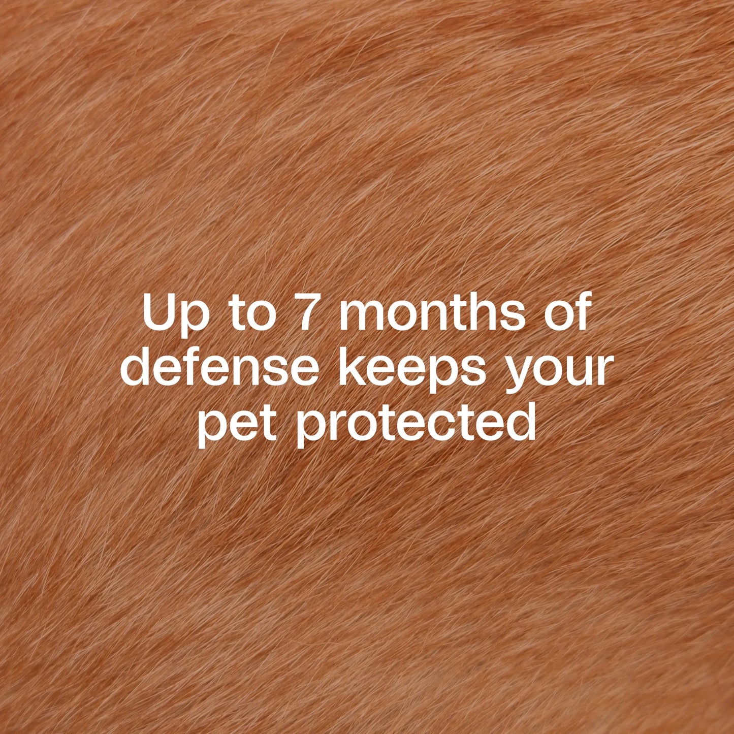 Flea & Tick Control Collar for Dogs, 7-Month Protection, Adjustable Collar Fits Dogs & Puppies, Kills Fleas & Ticks