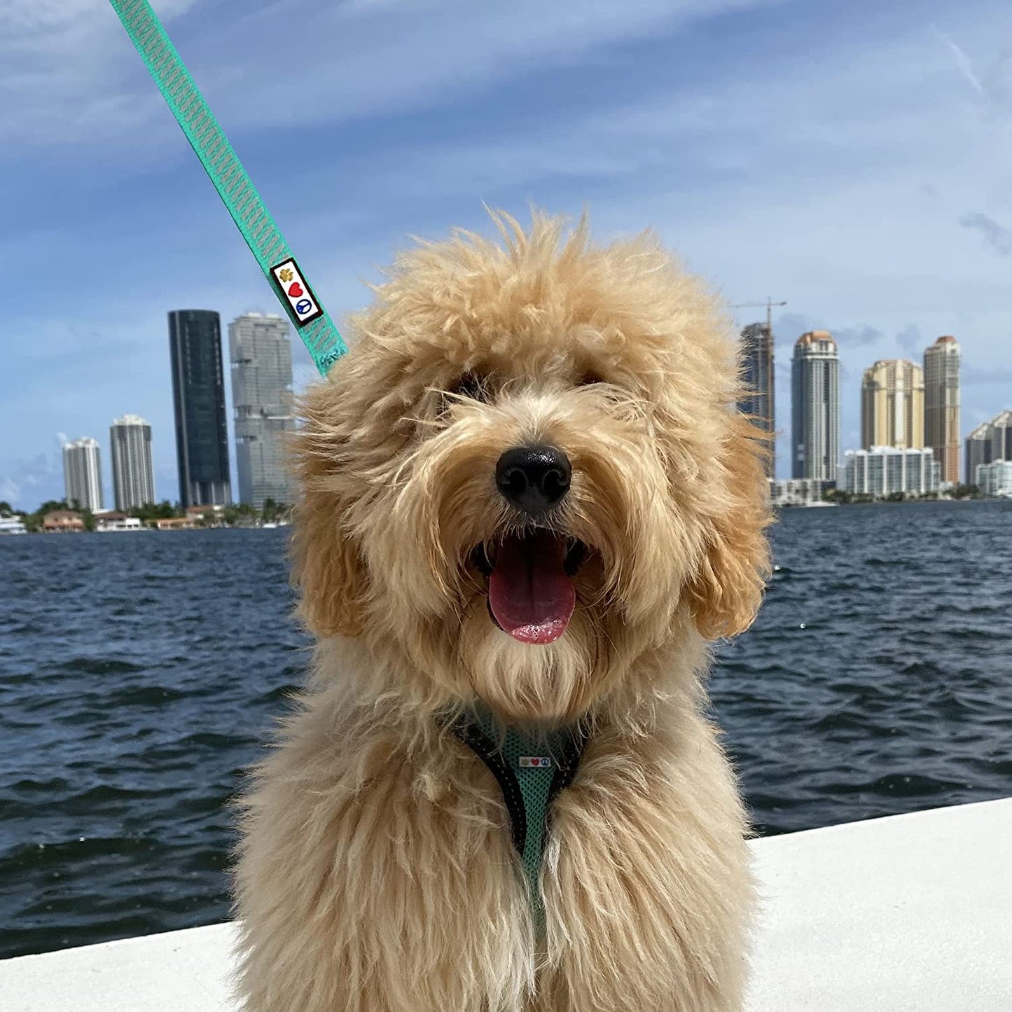 Pet Leash - Comfortable Heavy Duty Reflective Dog Leash | 6 Foot Orange, Highly Visible Threads