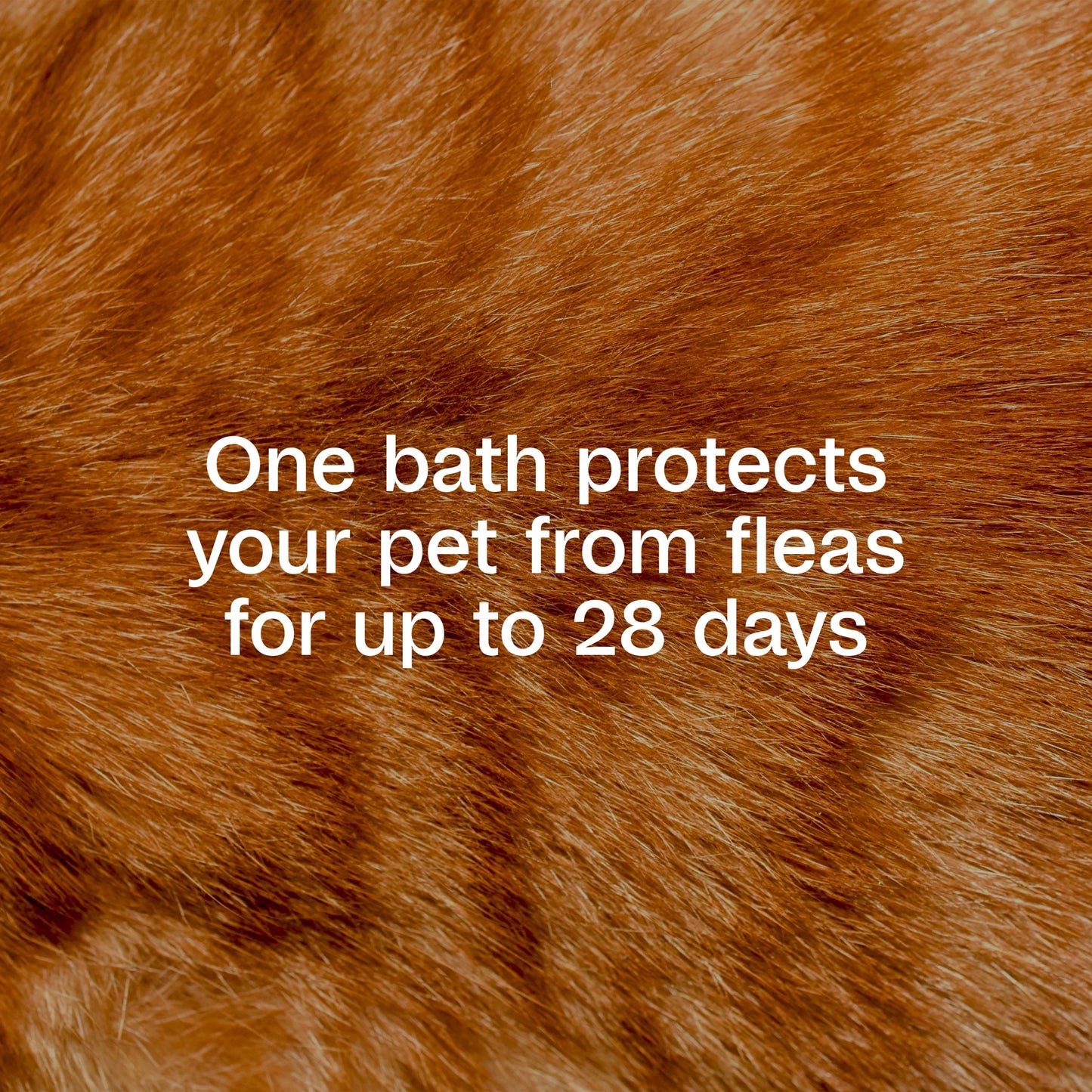 plus Flea & Tick Foaming Shampoo & Wash for Cats & Kittens over 12 Weeks, Sensitive Skin Flea Treatment for Cats & Kittens, Kills Adult Fleas, Ticks and Lice on Contact, 10 Ounces