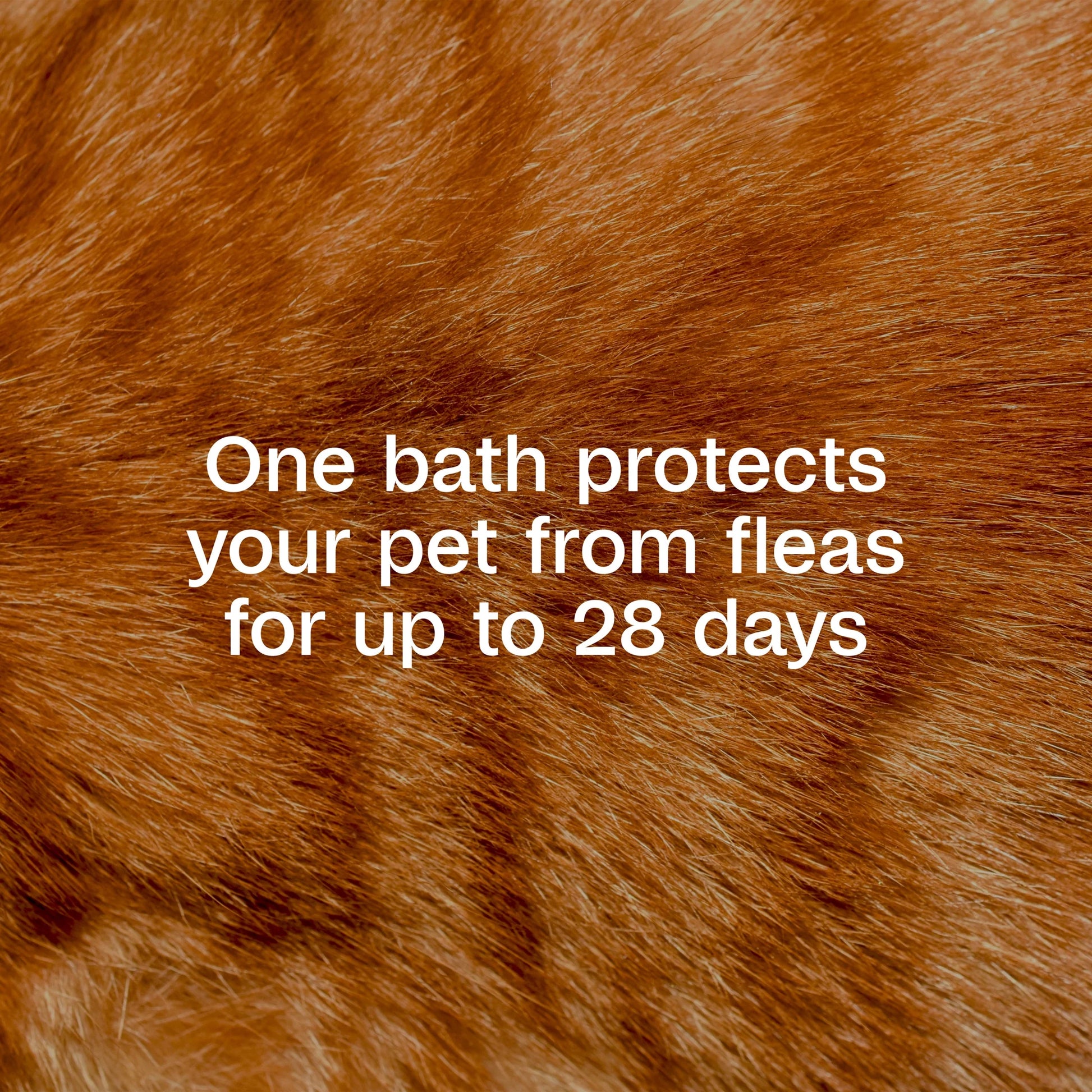 plus Flea & Tick Foaming Shampoo & Wash for Cats & Kittens over 12 Weeks, Sensitive Skin Flea Treatment for Cats & Kittens, Kills Adult Fleas, Ticks and Lice on Contact, 10 Ounces