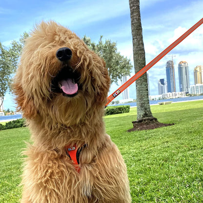 Pet Leash - Comfortable Heavy Duty Reflective Dog Leash | 6 Foot Orange, Highly Visible Threads